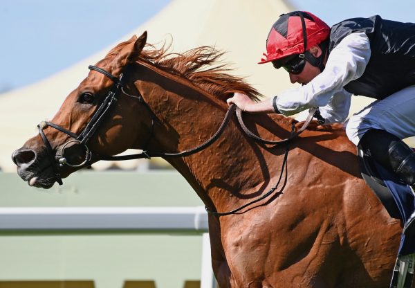Kyprios (Galileo) Wins The Ascot Gold Cup For A Second Time