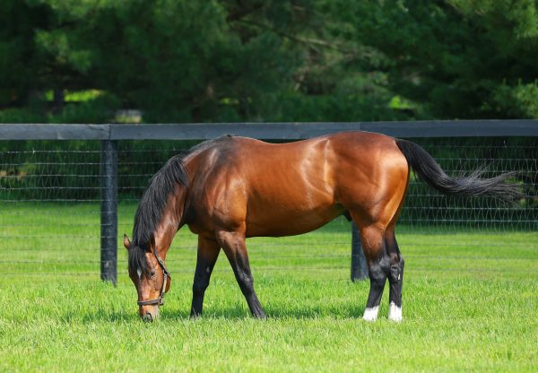 Lookin At Lucky paddock