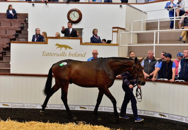 Lot 225 Walk In The Park X Sells For €230K