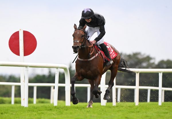 Maximillian Lady (Maxios) Galway