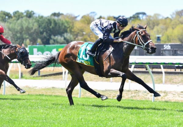 Naina (Pierro) Kyneton 750