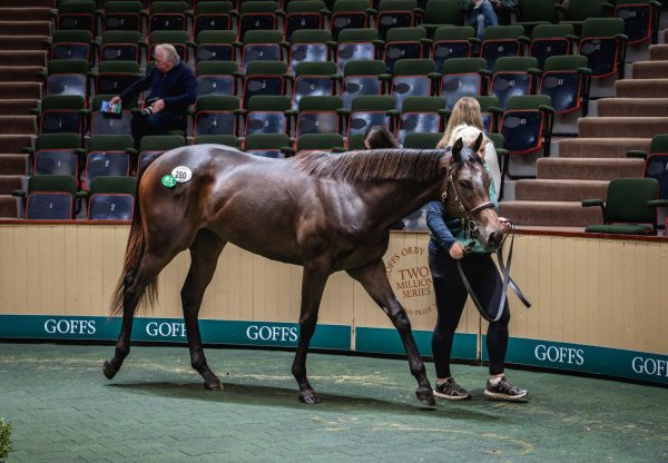 No Nay Never Filly X Muirin Goffs Orby Sale