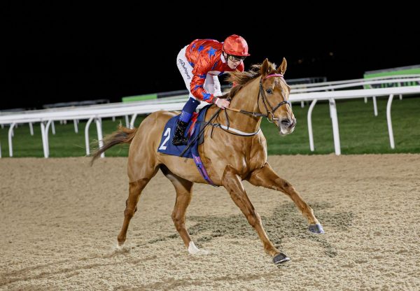 Noelan Star Starspangledbanner Newcastle