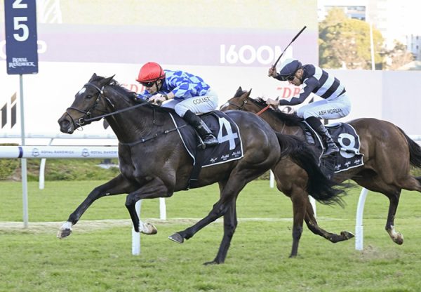 Oh Diamond Lil (so you think)  Randwick 120725 750