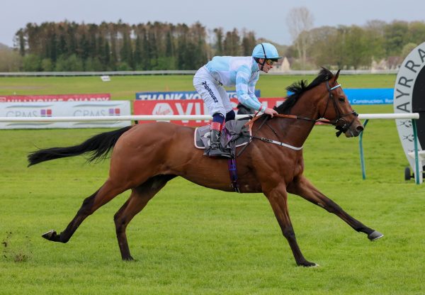 Old Cock (Calyx) Wins The Maiden At Ayr