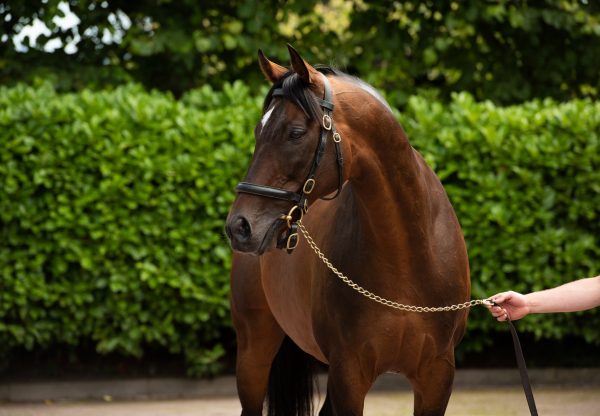 Order Of St George  Dom4741