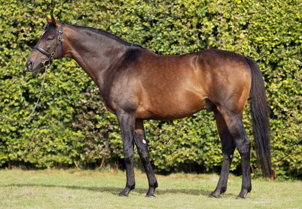 Order Of St George Conformation Sep 22 Web