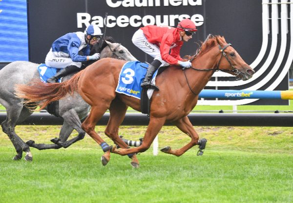 Palm Angel (STARSPANGLEDBANNER) Blue Diaomnd Prelude 750