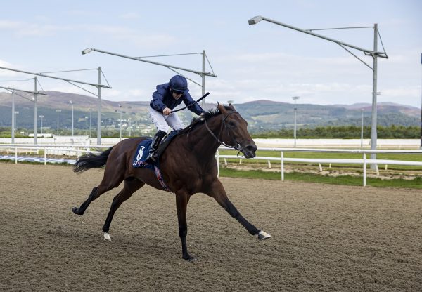 Pierre Bonnard (camelot)
