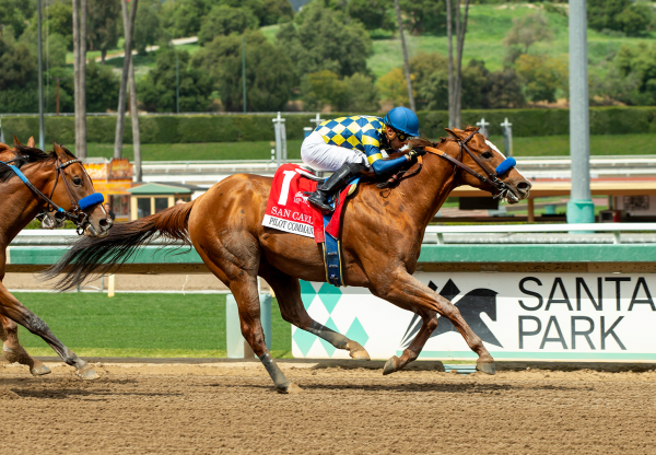 Pilot Commander (Justify) Gr 3 San Carlos