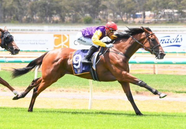 Pula (Pierro) Bendigo 750