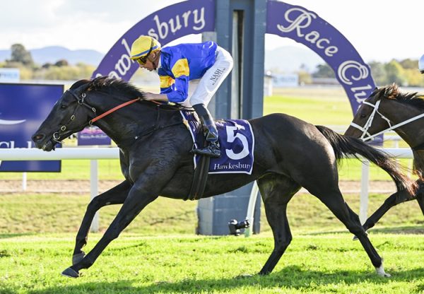 Punch Lane (So you think) Hawkesbury Cup 750