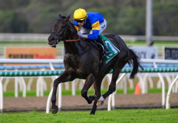 Punch Lane (So You Think) Glasshouse 750