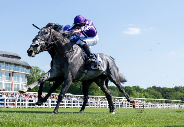 Puppet Master (Camelot) Wins The Lingfield Derby Trial