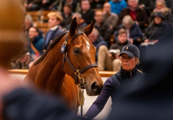 Rage Of Bamby Saxon Warrior Tattersalls