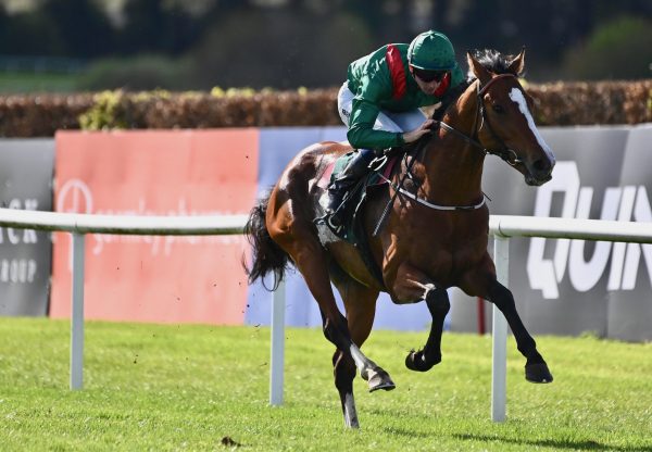 Reyenzi (Saxon Warrior) Wins At Navan