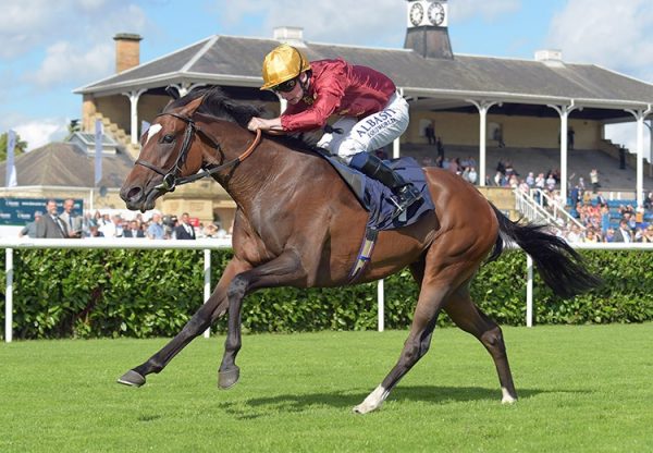 Rich Legacy (Holy Roman Emperor) winning the G2 May Hill Stakes at Doncaster
