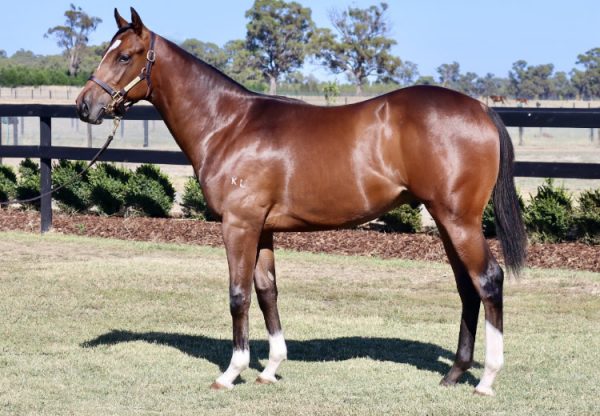 Starspangledbanner X Nuclear Force colt conformation shot