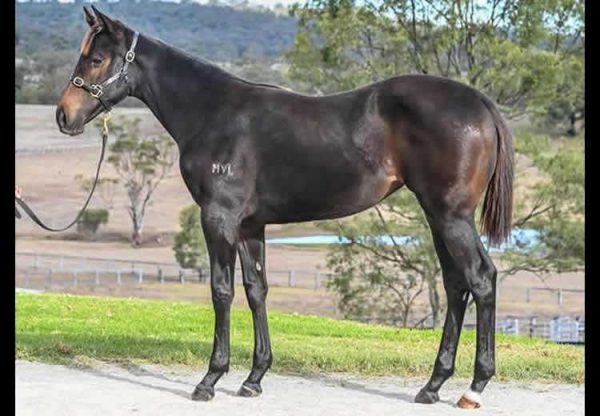 So You Think X Diamond weanling filly