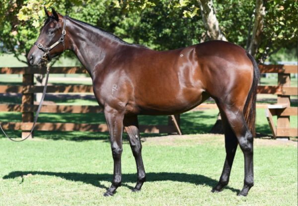 So You Think X Urban Rocket yearling filly conformation shot