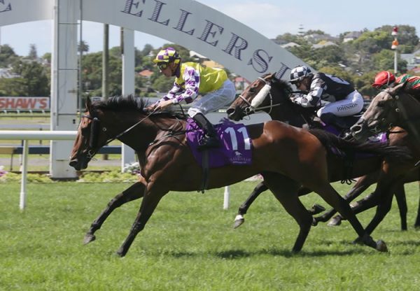 Sacred Master (Mastercraftsman) winning the G2 o Racing Syndications Avondale Cup at Ellerslie