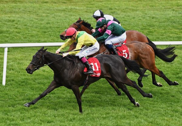 Sakakawea (Sioux Nation)  Wins Her Maiden At Sligo