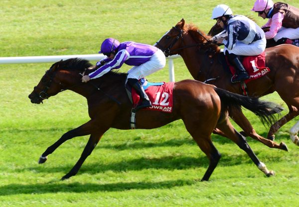 Scriptwriter (Churchill) Wins His Maiden At Gowran Park