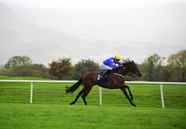 Seo Linn Order Of St George Killarney