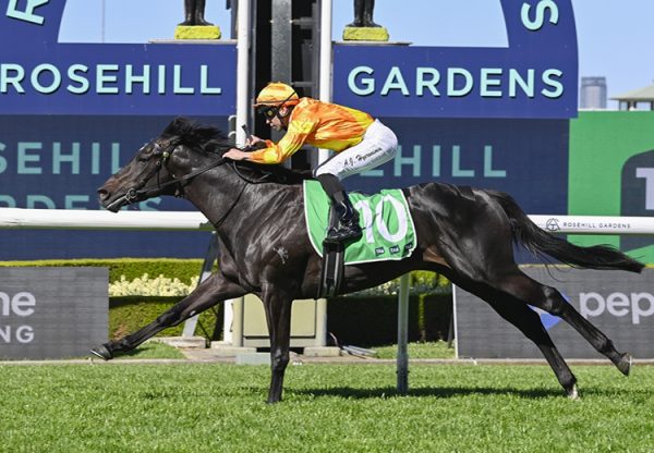 Shangri La Boy pierro 750