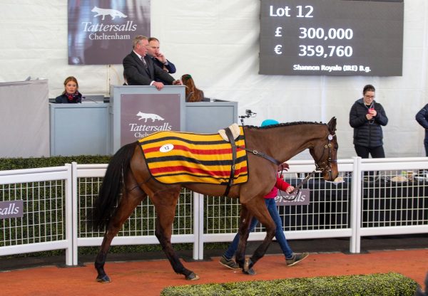 Shannon Royale (Walk In The Park) Sells For £300000 At Tattersalls Cheltenham