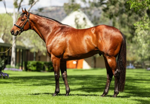 Shinzo Conformation Shot