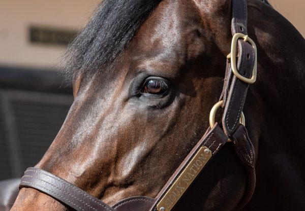 Sioux Nation Stallion Yard 2