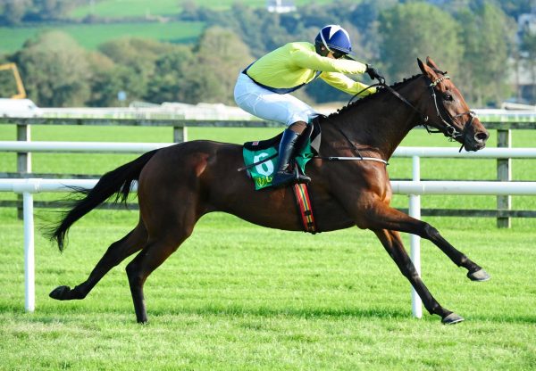 Snake Oil (Westerner) Wins His Bumper At Listowel