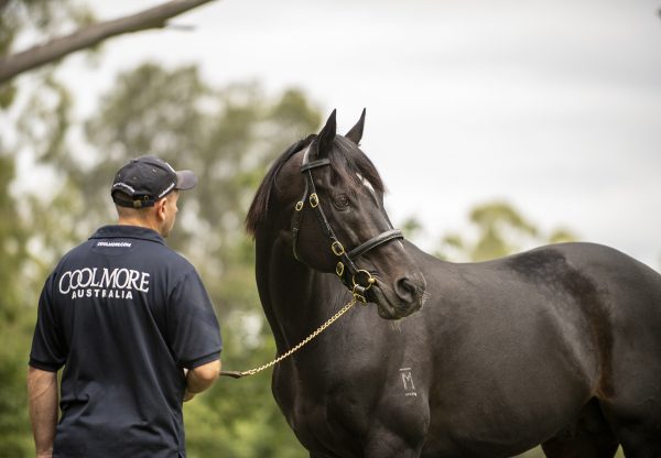 So You Think head shot