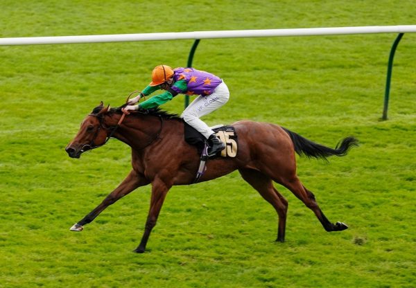 Spicy Marg Starspangledbanner Newmarket