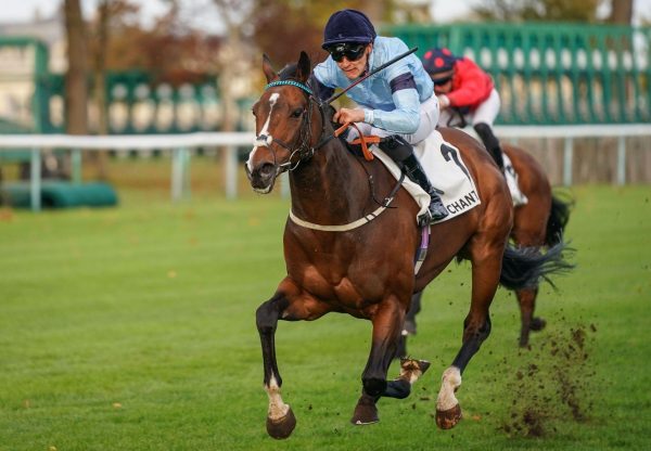 Spycatcher Vadamos Chantilly