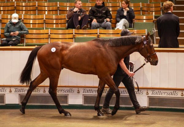 St Marks Basilica Colt Sells For 750000Gns At Craven Sale