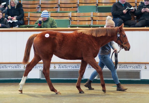 St Mark's Basilica Filly Ex Archangel Gabriel sells for 575,000gns