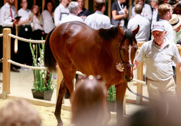 St Marks Basilica X Amazonka Arqana 2025