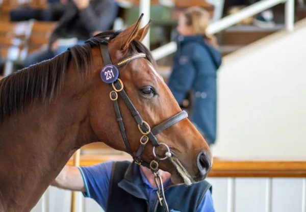 St Marks Basilica X Lifting Me Higher Colt Tattersalls Book 1