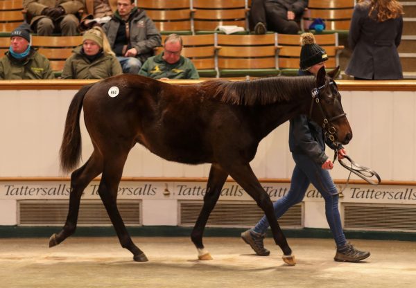 Starspangledbanner Brother To Vandeek Sells For 450,000gns