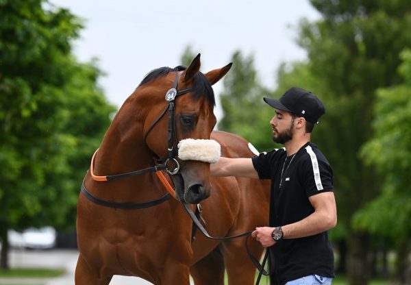 Starspangledbanner Colt After Selling For €475000