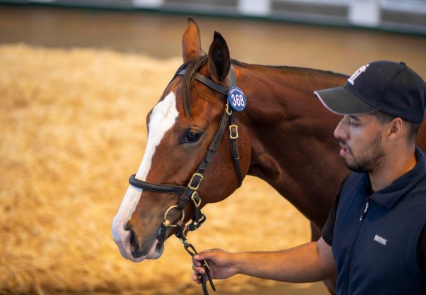 Starspangledbanner X Rapacity Alexander Filly Tattersalls Book 1