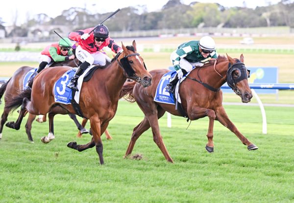 Steel Trap king's legacy Sandown 750