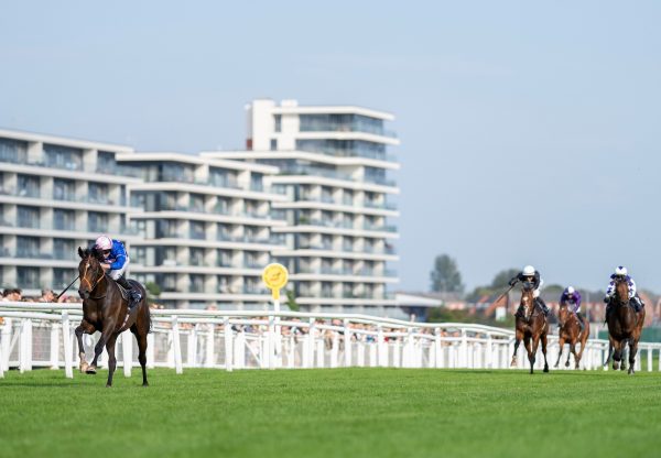 Stem (Calyx) Impresses At Newbury On Debut