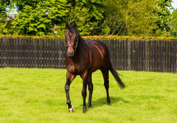 Ten Sovereigns Paddock