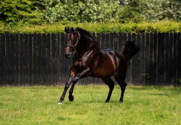 Ten Sovereigns Paddock
