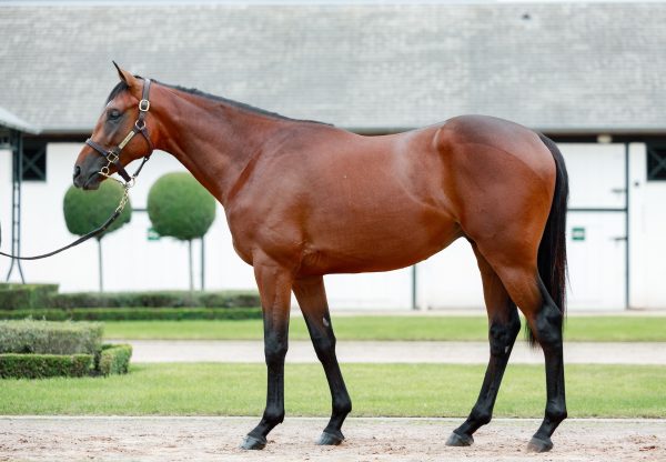 The Walk In The Park Colt Out Of Statuaire