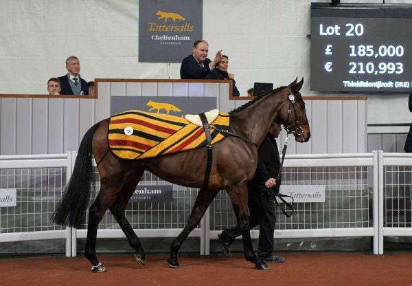 Thinkitdontjinxit Vadamos Tattersalls Cheltenham December Sale