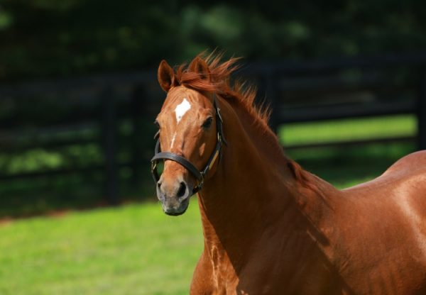 Thunder Gulch Paddock Shot